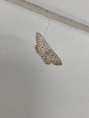 Idaea minuscularia
