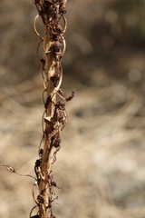 Eremurus spectabilis