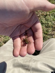 Eleutherodactylus campi