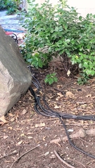 Seiurus aurocapilla