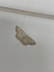 Idaea minuscularia