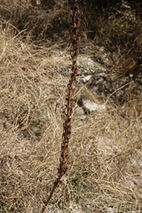 Eremurus spectabilis