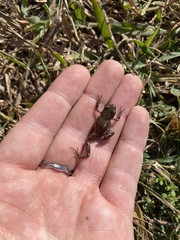 Eleutherodactylus campi