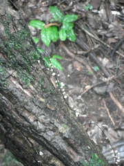 Marasmius crinis-equi