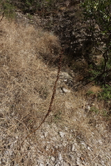 Eremurus spectabilis