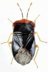 Geocoris erythrocephalus