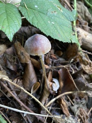 Mycena crocata