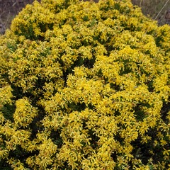 Ericameria laricifolia