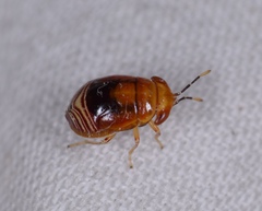 Geocoris erythrocephalus