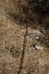 Eremurus spectabilis