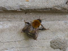 Bombus schrencki