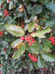 Scandosorbus intermedia