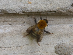 Bombus schrencki
