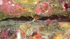 Decapoda