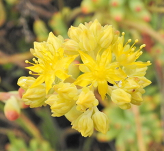 Sedum pachyphyllum