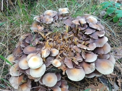 Hypholoma fasciculare