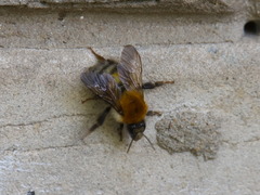 Bombus schrencki