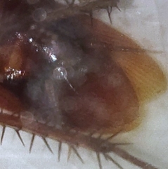 Periplaneta americana