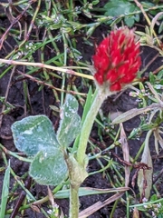 Trifolium incarnatum