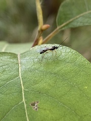 Ichneumonoidea