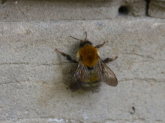Bombus schrencki