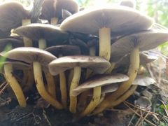 Hypholoma fasciculare