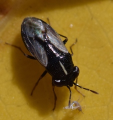 Geocoris lineolus