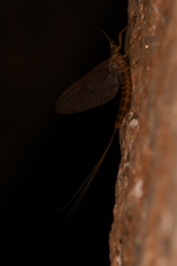 Ephemeridae