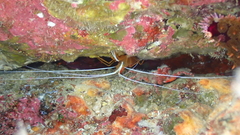 Decapoda