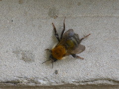 Bombus schrencki