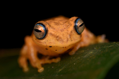Raorchestes luteolus