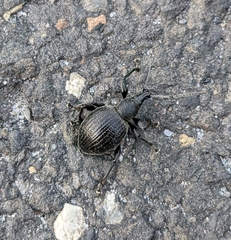 Otiorhynchus armadillo