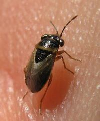 Geocoris megacephalus