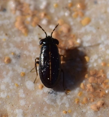 Geocoris lineolus
