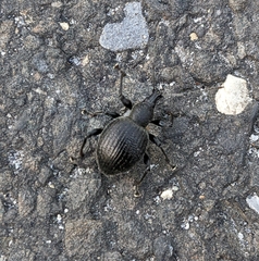 Otiorhynchus armadillo