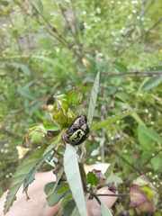 Calligrapha pantherina