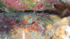Decapoda