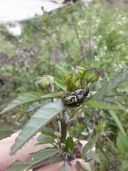 Calligrapha pantherina