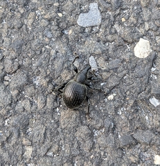 Otiorhynchus armadillo