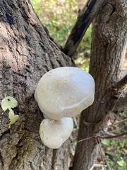 Hypsizygus