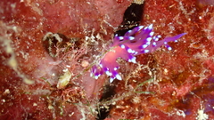 Coryphellina arveloi