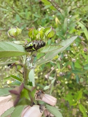 Calligrapha pantherina