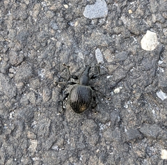 Otiorhynchus armadillo