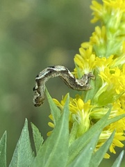 Eupithecia virgaureata