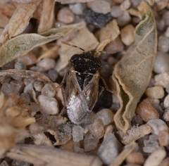 Geocoris pallidipennis