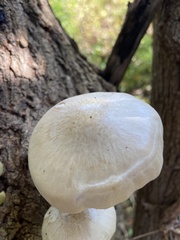 Hypsizygus