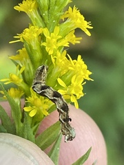 Eupithecia virgaureata