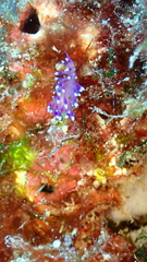 Coryphellina arveloi