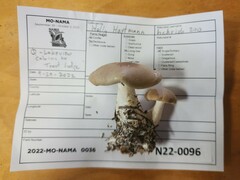 Leucopaxillus