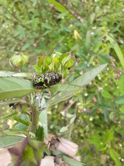 Calligrapha pantherina